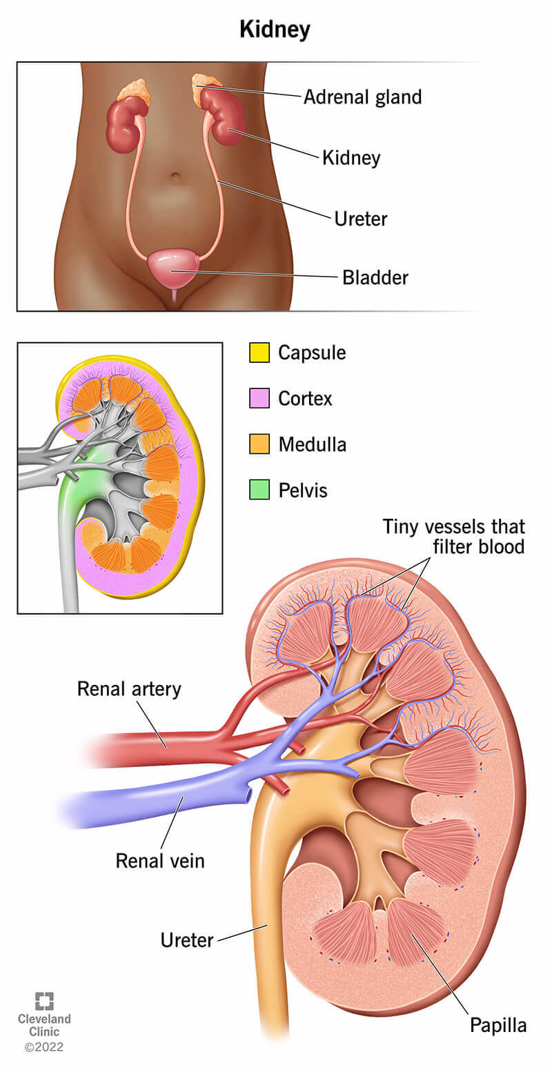 Kidney